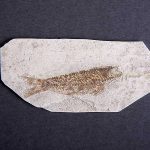 geolosko paleontoloska zbirka