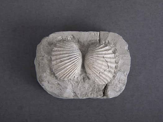 geološko-paleontološka zbirka stalni postav